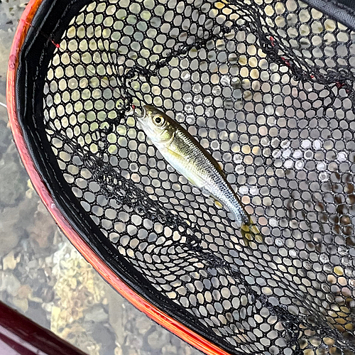 カワムツの釣果