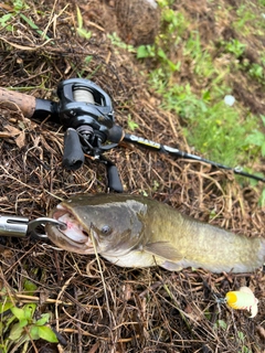 ナマズの釣果