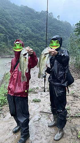 ブラックバスの釣果