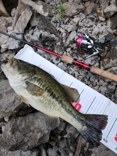 ブラックバスの釣果