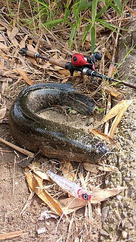 ライギョの釣果