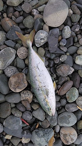 ワカシの釣果