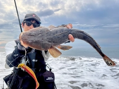 マゴチの釣果