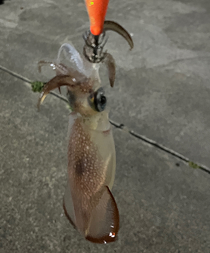 イカの釣果