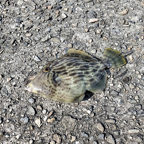 カワハギの釣果