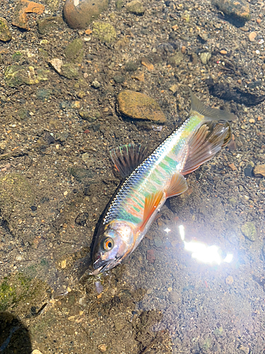 オイカワの釣果