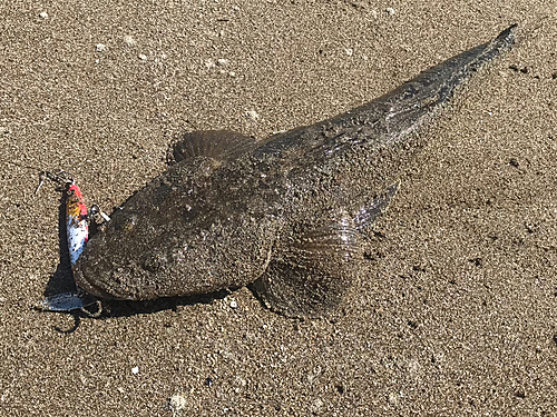 マゴチの釣果