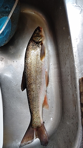 ウグイの釣果