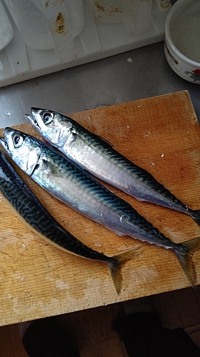 サバの釣果