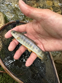 イワナの釣果