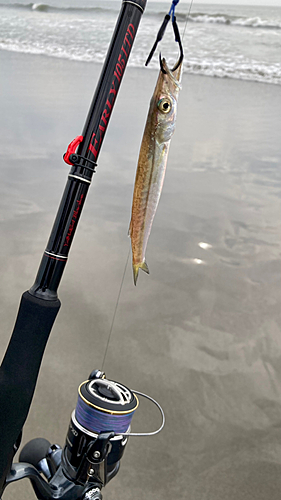 カマスの釣果