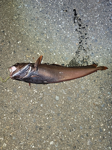 ドンコの釣果