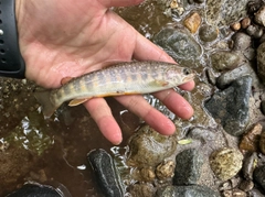 イワナの釣果