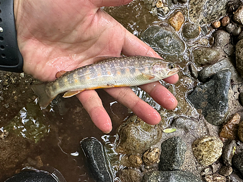 イワナの釣果