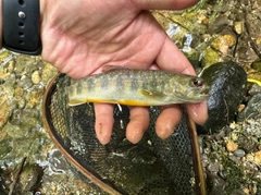 イワナの釣果