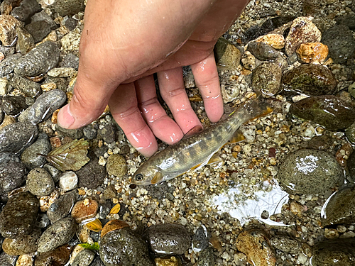 イワナの釣果