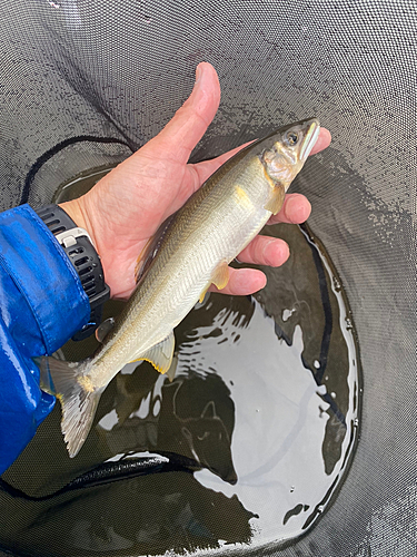 アユの釣果