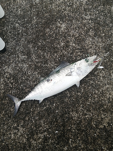 ハガツオの釣果