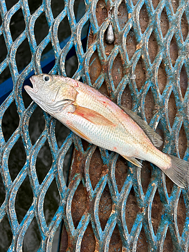 イシモチの釣果