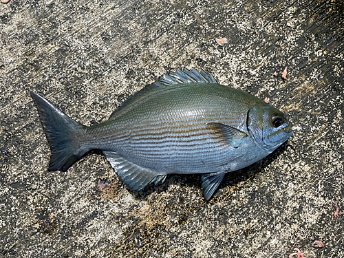 イスズミの釣果