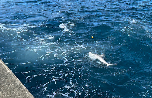 シュモクザメの釣果