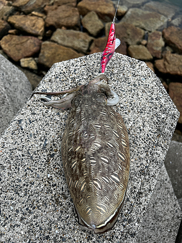 モンゴウイカの釣果