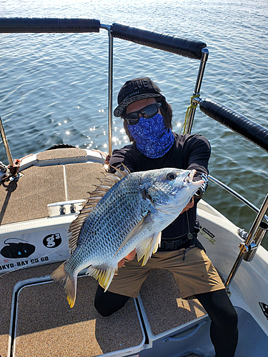 チヌの釣果