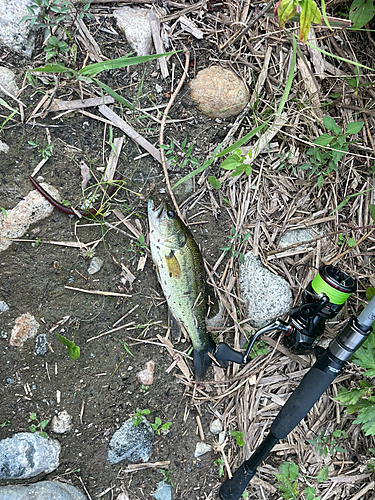 ブラックバスの釣果