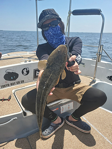 マゴチの釣果