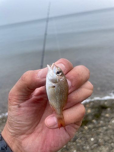 キスの釣果