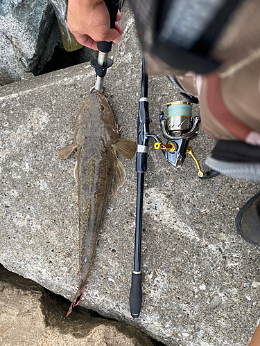 マゴチの釣果