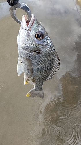 キビレの釣果