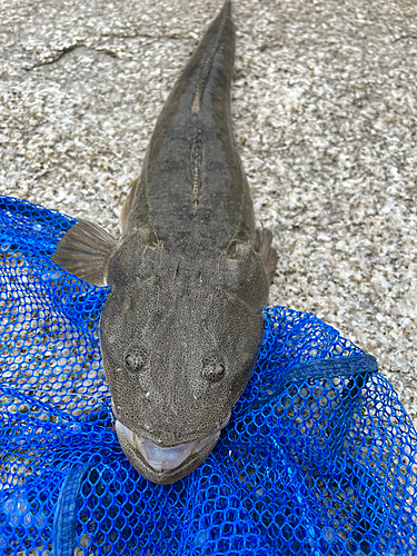 マゴチの釣果