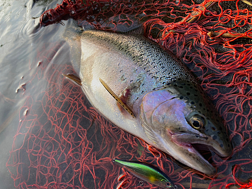 ニジマスの釣果