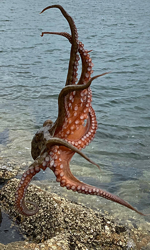 タコの釣果