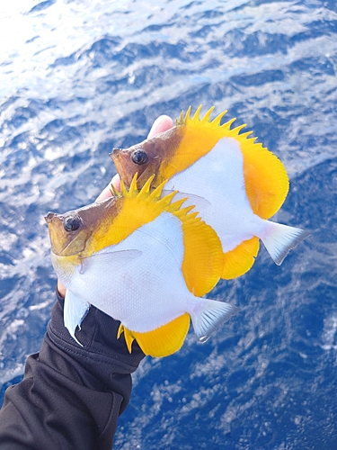 チョウチョウウオの釣果