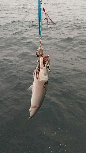 マサバの釣果