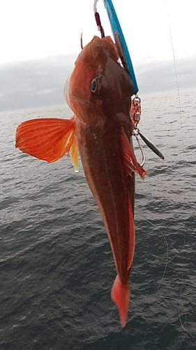 カナガシラの釣果