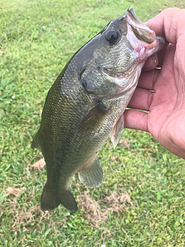 ラージマウスバスの釣果