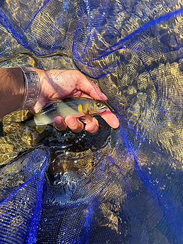 アユの釣果