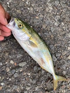 ツバスの釣果