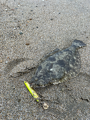 ソゲの釣果