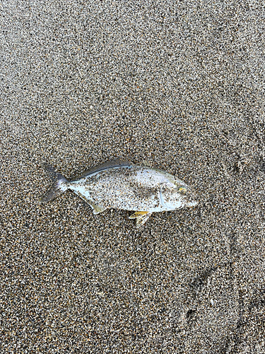 ショゴの釣果