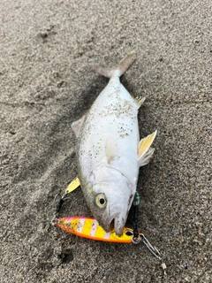 ショゴの釣果