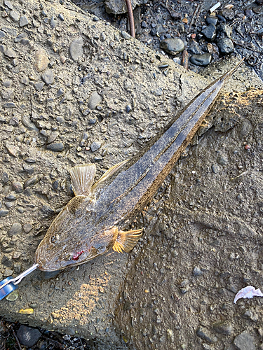 マゴチの釣果