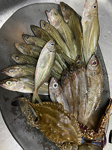 アジの釣果