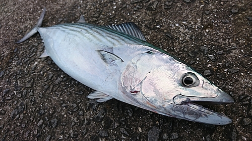 カツオの釣果