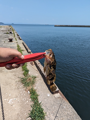 タケノコメバルの釣果