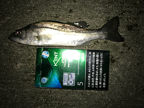 セイゴ（マルスズキ）の釣果