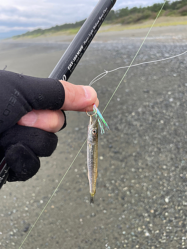 アカカマスの釣果